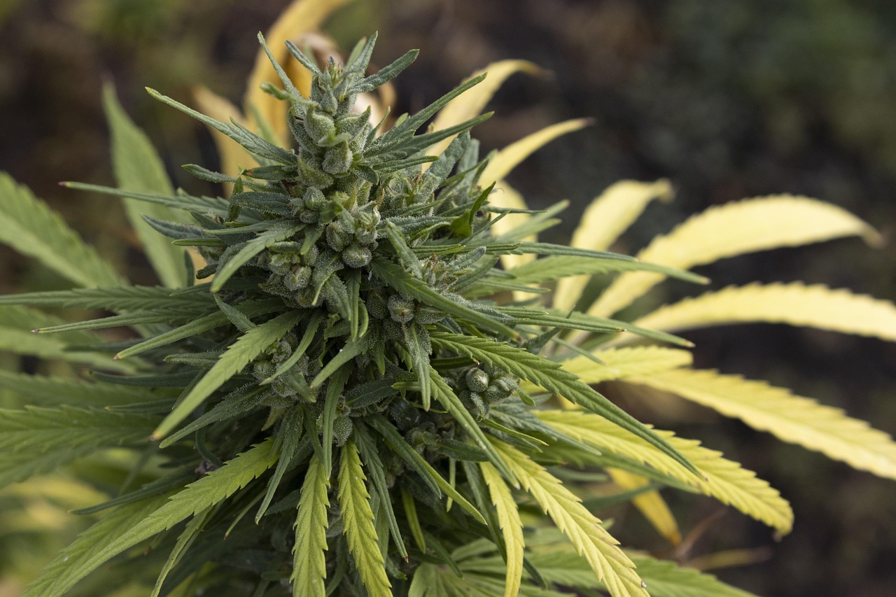 Wir bei Lucky Hemp® sind überzeugt, dass hochwertige Wellnessprodukte nicht teuer sein sollten. Deshalb bieten unsere wöchentlichen Angebote CBD-Enthusiasten – egal ob Anfänger oder Fortgeschrittene – die perfekte Gelegenheit, unsere Premium-Produktlinie zu unschlagbaren Preisen zu entdecken. Von aromatischen CBD-Blüten über Vollspektrum-Öle bis hin zu kraftvollen Kapseln – die Angebote dieser Woche bieten Ihnen das Beste, was Hanf zu bieten hat.